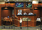 Hard Spun Mare Tops OBS Preferred Session Hard Spun Mare Tops OBS Preferred Session