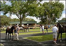 Amazer Sells for $40,000 in First OBS Mixed Sale Open Session Amazer Sells for $40,000 in First OBS Mixed Sale Open Session