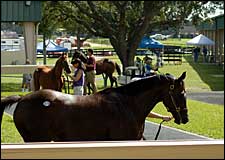 El Corredor Weanling Colt Brings $80,000 at OBS Mixed Sale El Corredor Weanling Colt Brings $80,000 at OBS Mixed Sale