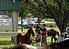 El Corredor Weanling Colt Brings $80,000 at OBS Mixed Sale El Corredor Weanling Colt Brings $80,000 at OBS Mixed Sale