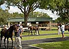 Amazer Sells for $40,000 in First OBS Mixed Sale Open Session