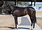 Three Horses Bring $400,000 or More at OBS