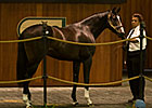 Tiznow Colt Brings $475,000 at OBS Sale