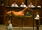 OBS Winter Mixed Sale Has 522 Horses