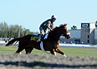 OBS Spring Sale Has 1,196 Juveniles OBS Spring Sale Has 1,196 Juveniles