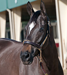 Hard Spun Progeny Sell Big at OBS Auction Hard Spun Progeny Sell Big at OBS Auction