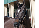 Hard Spun Progeny Sell Big at OBS Auction Hard Spun Progeny Sell Big at OBS Auction