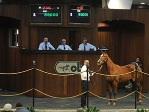 OBS Winter Mixed Sale Off to Steady Start OBS Winter Mixed Sale Off to Steady Start
