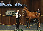 OBS Winter Mixed Sale Off to Steady Start OBS Winter Mixed Sale Off to Steady Start