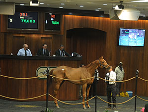 OBS Winter Mixed Sale Continues Steady Gains OBS Winter Mixed Sale Continues Steady Gains