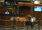OBS Winter Mixed Sale Continues Steady Gains OBS Winter Mixed Sale Continues Steady Gains