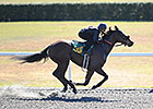 Consignors Expecting Positive OBS Auction Consignors Expecting Positive OBS Auction