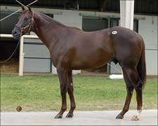 Distorted Humor Colt Paces June Sale Finale Distorted Humor Colt Paces June Sale Finale