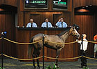 Rockport Harbor Filly Tops OBS June Session Rockport Harbor Filly Tops OBS June Session