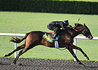 Macho Uno Filly Blazes at OBS June Preview