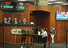 White Lamb Sells for $550,000 at OBS White Lamb Sells for $550,000 at OBS