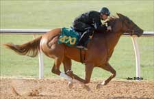 Menifee Filly Leads Ocala 2-Year-Old Preview Session Menifee Filly Leads Ocala 2-Year-Old Preview Session