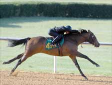 Sons of Phone Trick, Malibu Moon Top OBS Works Sons of Phone Trick, Malibu Moon Top OBS Works