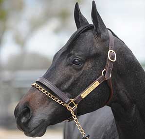 Grand Slam Colt Brings $400,000 at OBS Grand Slam Colt Brings $400,000 at OBS