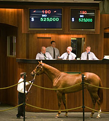 More Than Ready Filly Sells for $525,000 More Than Ready Filly Sells for $525,000