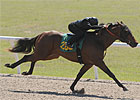 OBS March Session 2: Horses to Watch OBS March Session 2: Horses to Watch