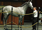 Mizzen Mast Colt Commands $350,000 at OBS