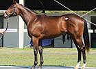 Repole Buys $325,000 Indian Charlie Colt Repole Buys $325,000 Indian Charlie Colt