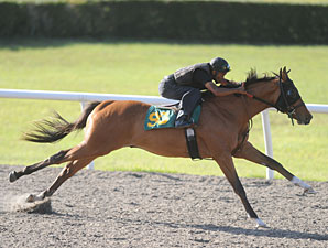 Johannesburg Colt Sizzles in OBS Preview Johannesburg Colt Sizzles in OBS Preview