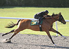 Johannesburg Colt Sizzles in OBS Preview Johannesburg Colt Sizzles in OBS Preview