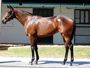 Street Sense Filly Sells for $475,000 at OBS Street Sense Filly Sells for $475,000 at OBS