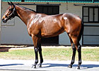 Street Sense Filly Sells for $475,000 at OBS Street Sense Filly Sells for $475,000 at OBS