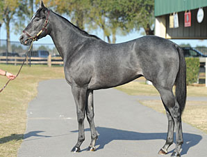 OBS Topper Traces to Irish Champ Minstrella OBS Topper Traces to Irish Champ Minstrella
