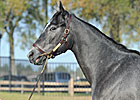 OBS Topper Traces to Irish Champ Minstrella OBS Topper Traces to Irish Champ Minstrella
