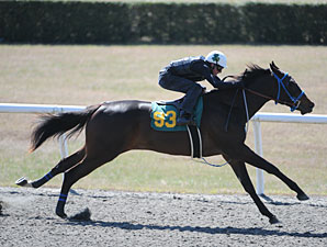 Horses to Watch at OBS March Sale Horses to Watch at OBS March Sale