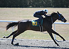 Horses to Watch at OBS March Sale Horses to Watch at OBS March Sale