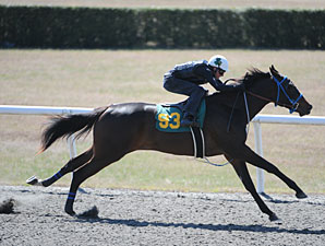Three Fillies Breeze Under :10 at OBS March Three Fillies Breeze Under :10 at OBS March