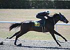 Three Fillies Breeze Under :10 at OBS March Three Fillies Breeze Under :10 at OBS March
