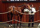 Malibu Moon Colt Brings $1.3 Million at OBS Malibu Moon Colt Brings $1.3 Million at OBS