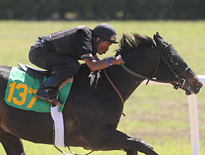 OBS March Session 1: Horses to Watch OBS March Session 1: Horses to Watch