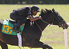 Scat Daddy Colt Works Eighth in :9 4/5 at OBS Scat Daddy Colt Works Eighth in :9 4/5 at OBS