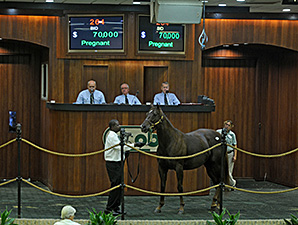 Lion Heart Mare Tops Open OBS Mixed Session Lion Heart Mare Tops Open OBS Mixed Session