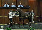Lion Heart Mare Tops Open OBS Mixed Session Lion Heart Mare Tops Open OBS Mixed Session