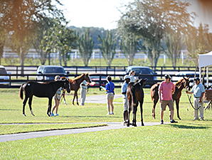 Expectations High for OBS Fall Mixed Sale Expectations High for OBS Fall Mixed Sale