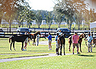 Expectations High for OBS Fall Mixed Sale Expectations High for OBS Fall Mixed Sale