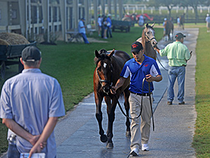 Plenty of Interest on Eve of OBS August Sale Plenty of Interest on Eve of OBS August Sale