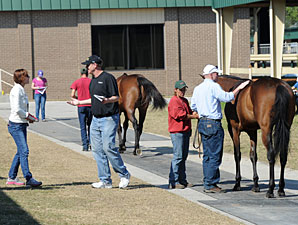 OBS March Sale Catalogs 345 Juveniles OBS March Sale Catalogs 345 Juveniles
