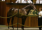 War Front Colt Charges to Lead at OBS