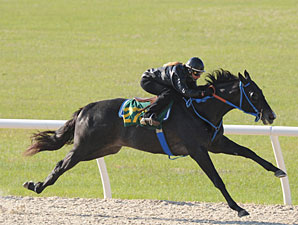 Macho Uno Colt Brings $250,000 at OBS Macho Uno Colt Brings $250,000 at OBS