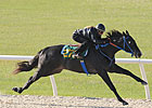 Macho Uno Colt Brings $250,000 at OBS Macho Uno Colt Brings $250,000 at OBS