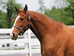 Top Broodmare Oatsee Delivers Frankel Foal Top Broodmare Oatsee Delivers Frankel Foal